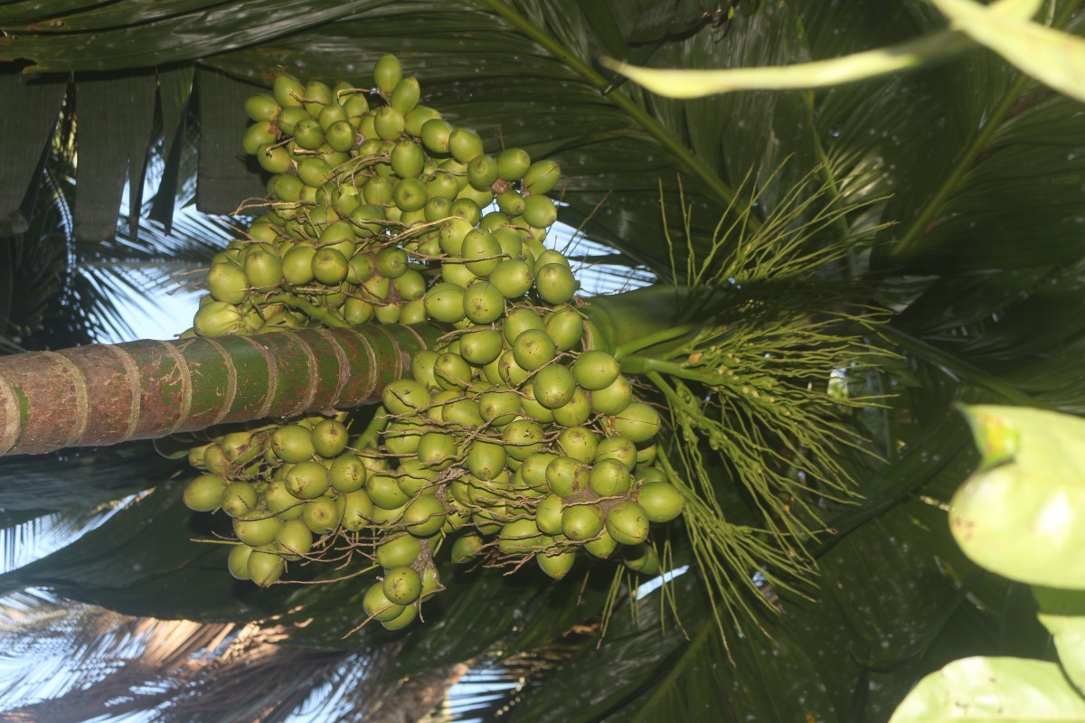 Areca catechu L.